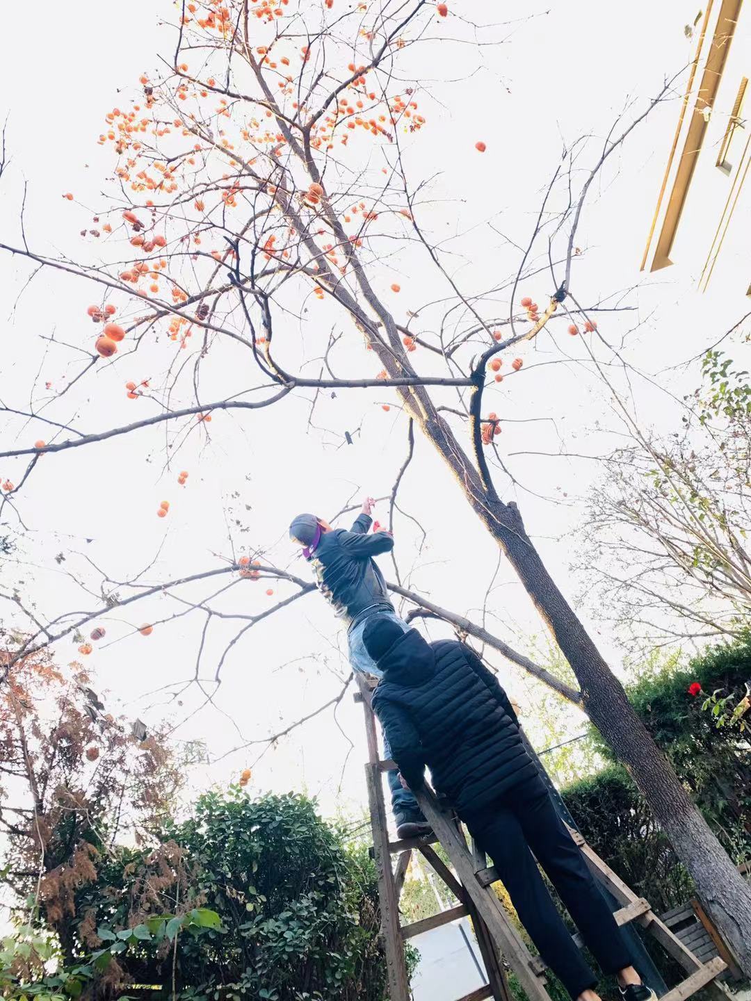 摘果神器，入冬摘柿子啦！