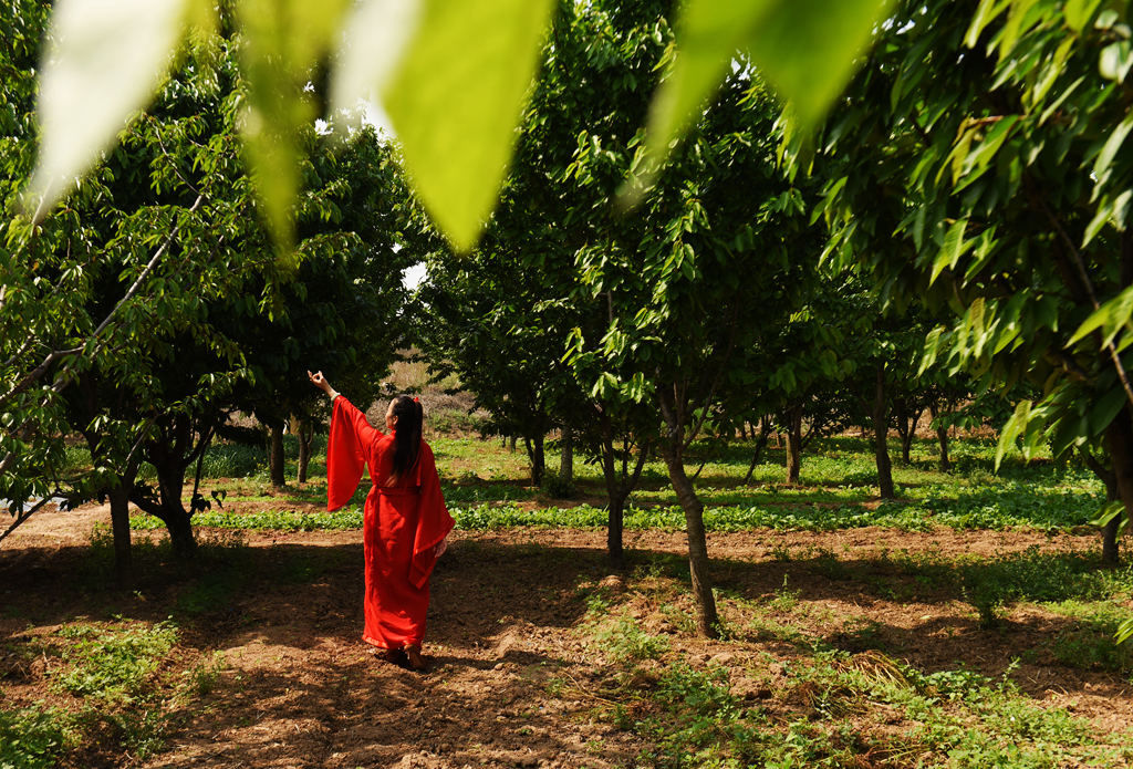 何物比春风,樱桃一点红--2018河南美农富硒樱