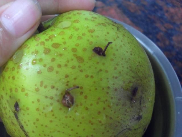 10颗花椒一个梨,专治咳嗽有痰反复,吃1个就好