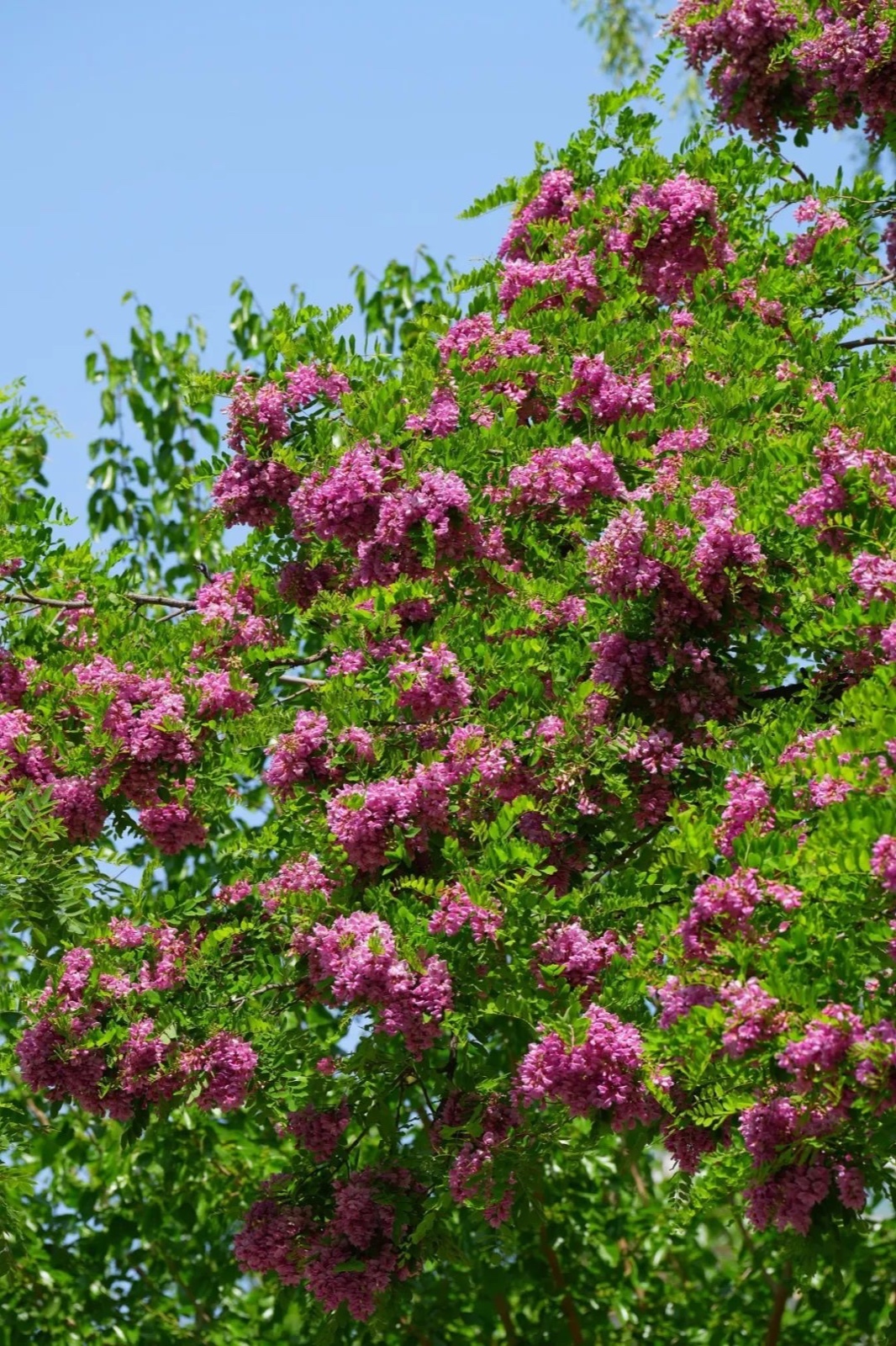 海淀这条迷人的粉紫色槐花大道你知道吗?