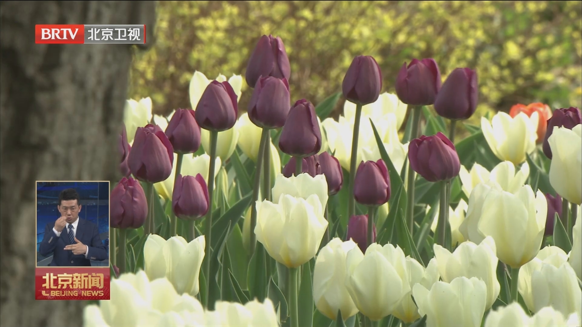 行走在春天里丨北京国际鲜花港近200万株郁金香现花海盛景