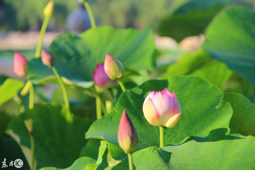 荷花,又名蓮花,水芙蓉,多用來形容人品格的冰清玉潔,在6月到9月,是