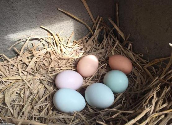 养殖户的无奈:卖鸡、卖蛋都赔钱,还不如拿来喂