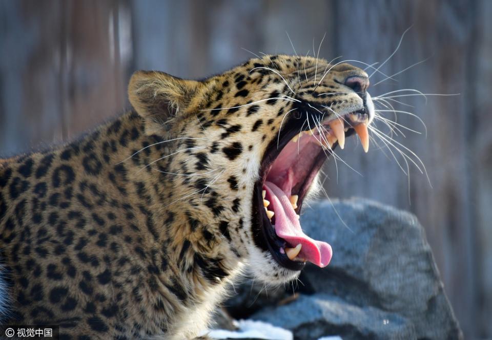 俄罗斯动物园西伯利亚虎亮相 狂野性感又迷人