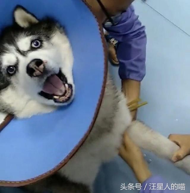 哈士奇还没开始打针就戏精附体,假装疼的翻白眼,笑喷主人