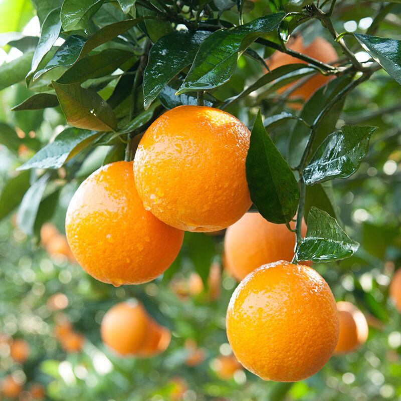 全球营养价值最高的金牌水果,罕见的不得了,你