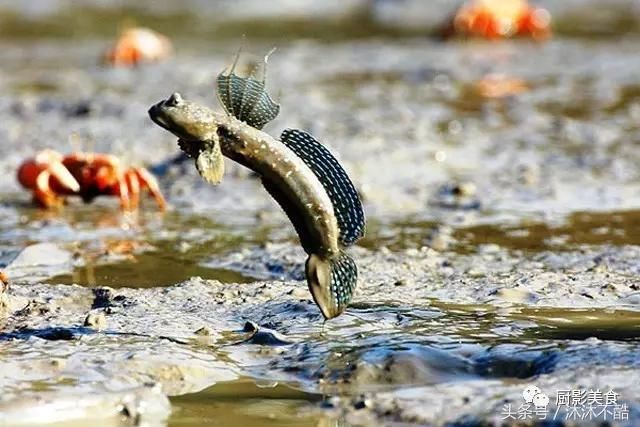 奉化当地小海鲜 宁波人本地人不一定都吃过,你