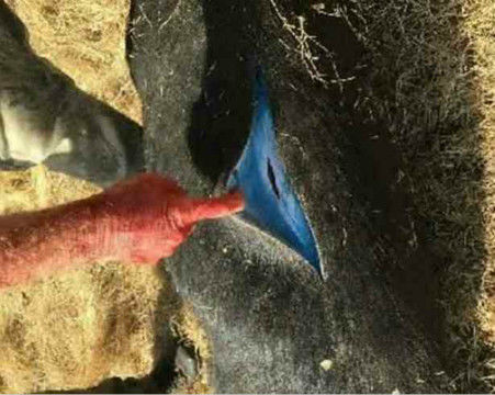 200斤野猪横尸荒野,猪肚子里的蓝色东西,让村