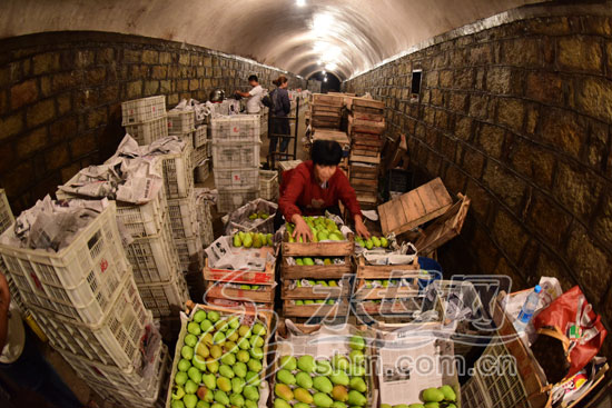 烟台地下防空洞能存水果藏美酒纳凉 酒窖内将来建4d影院