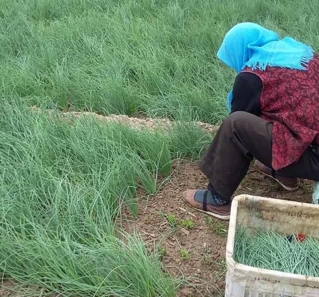 农民种一亩地的这种葱 相当于二十亩地的玉米