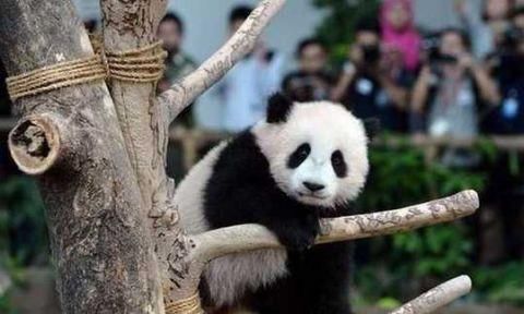 外国人哭诉大熊猫养不起!网友说:不愧是中国国