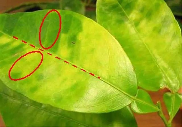 柑橘黄化致死,原来都是这些小虫子惹的祸