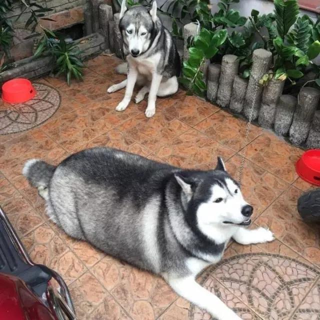 同样是哈士奇,一个胖成哈士猪,一个瘦成哈士猴! 同样是哈士奇,一个胖成哈士猪,一个瘦成哈士猴!