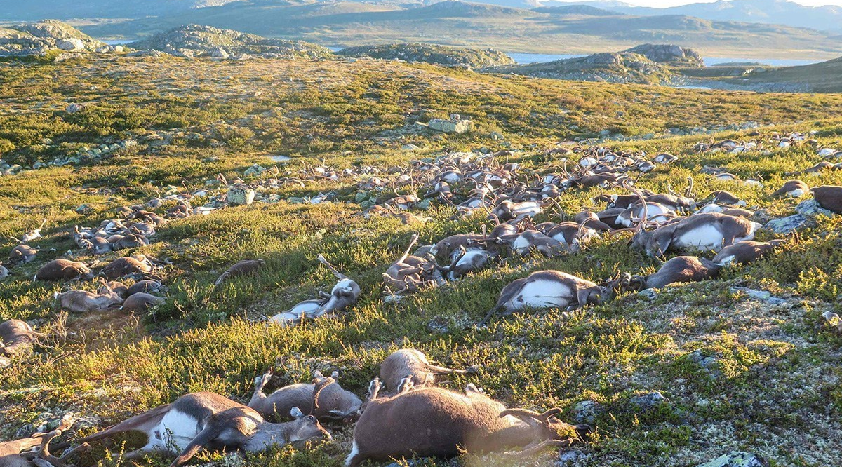 挪威300多头野生驯鹿遭遇雷电袭击 集体死亡