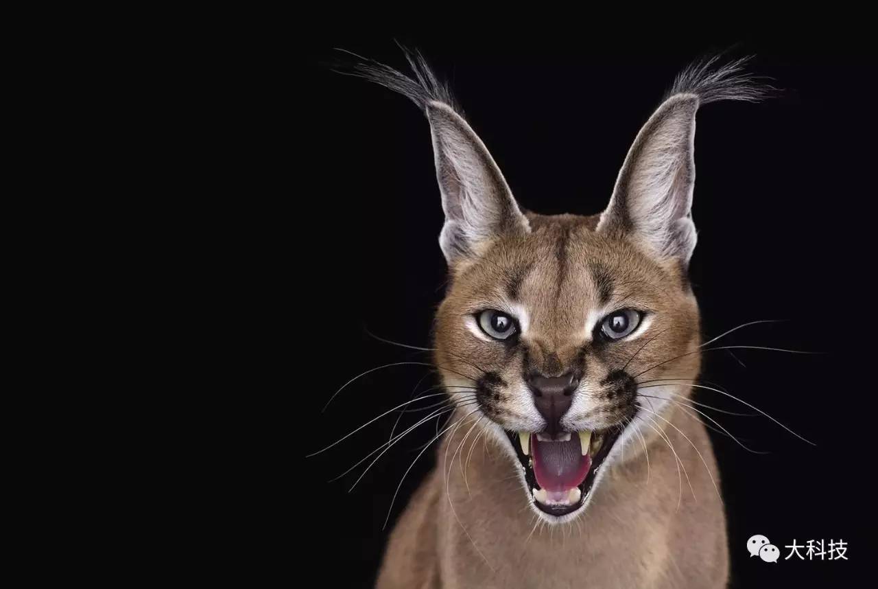 生物：战斗力爆表的野生猫