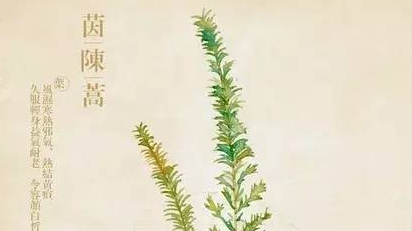 中药茵陈不仅名字好听,作用还非常独特 中药茵陈不仅名字好听,作用还非常独特
