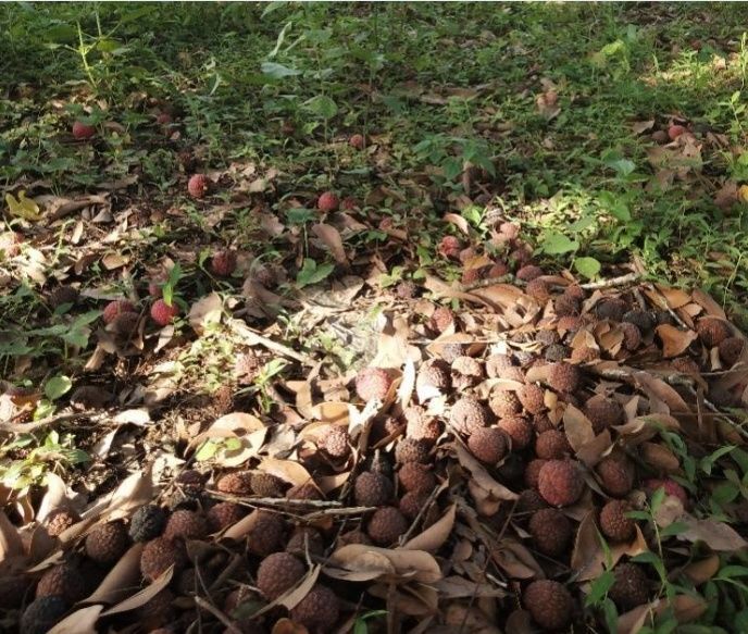 惠州荔枝收购价跌至4毛一斤,烂到树上没人摘