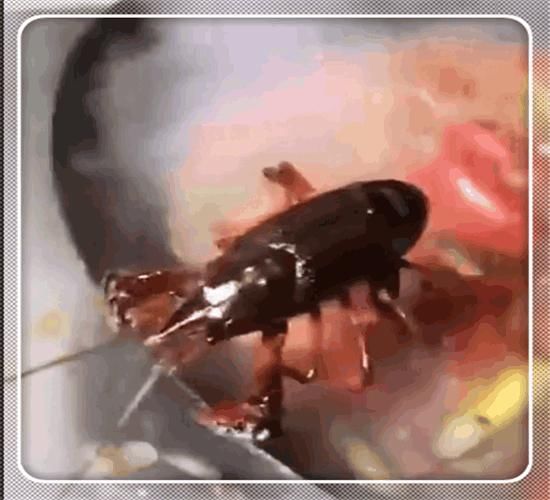 女子做啤酒小龙虾,一只龙虾想越狱, 过程让网