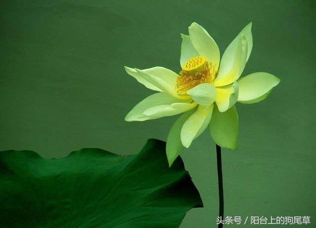 心似莲开,自在人生,淡雅悠然