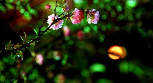 诺贝尔奖获得者加缪的《局外人》:你这叫活着