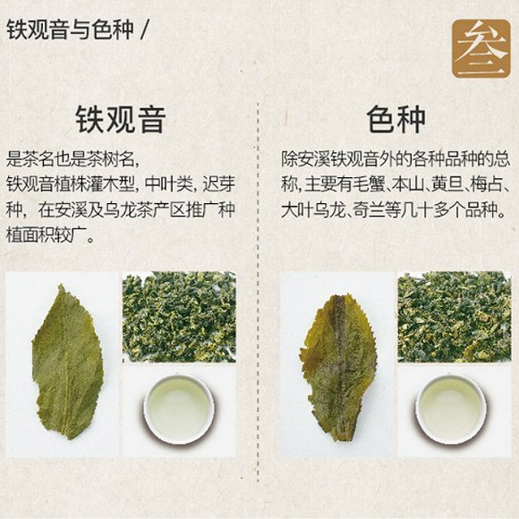 八张图带你了解铁观音