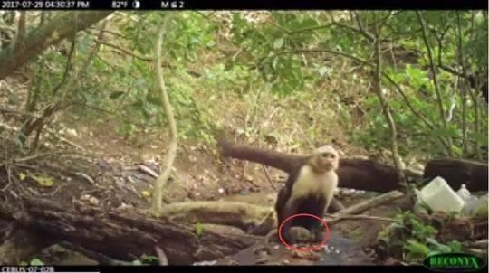 巴拿马一种猴子进入石器时代 公猴砸食物母猴