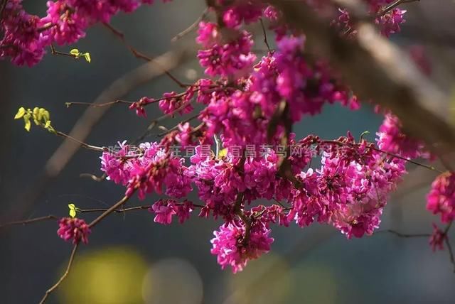 宜昌2018春季最新最全版本赏花踏青攻略,吃喝