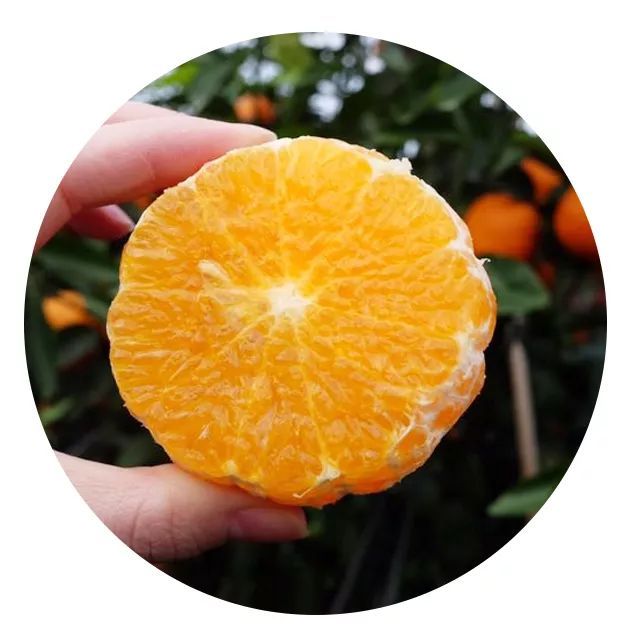 今日优选:广西沃柑(第二团)既有橙子般饱满澄澈