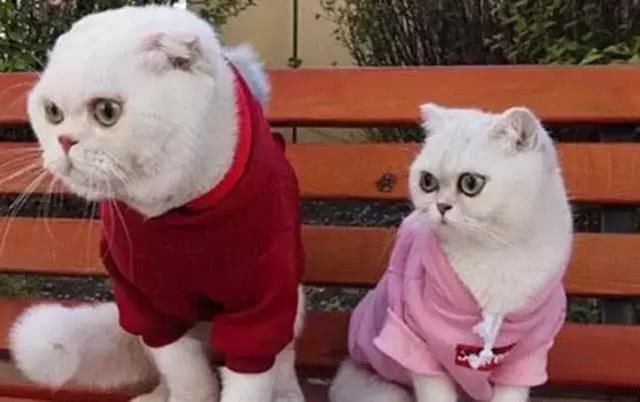 抖音粉丝最多的4位网红,第一位很会说话,最后