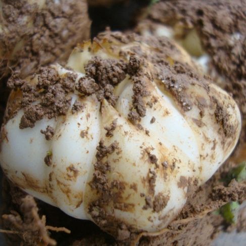 日常生活中哪些食物属于碱性食物?霜降后可多