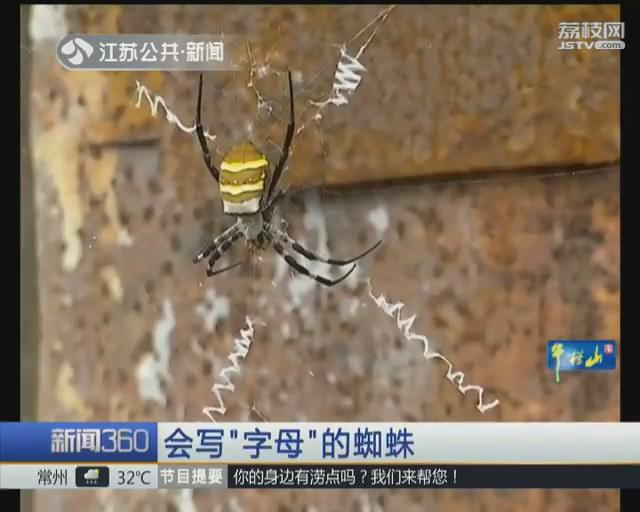 稀罕!蜘蛛结网类似英文字母 有没有毒?