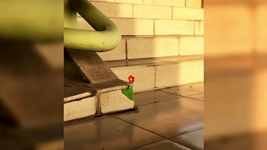 好治愈！他让破损街角“长”出朵朵小花……