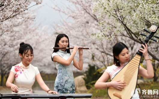 邹平樱花山:樱花灿漫春光美 游客争相赏花景