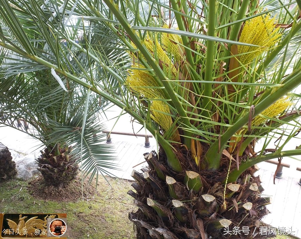湖北宜昌:景观树长得像菠萝!名叫椰枣树,只开花