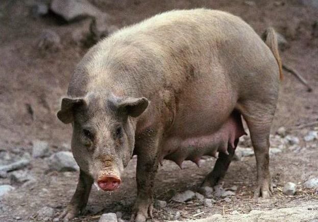 26岁孕妇怀上二胎,夜晚经常梦见大蛇缠身,结果