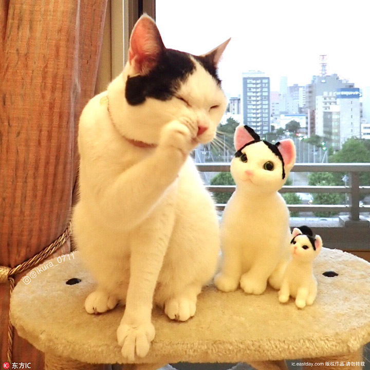 时刻向你比心　日本猫咪天生自带爱心图案吸粉无数