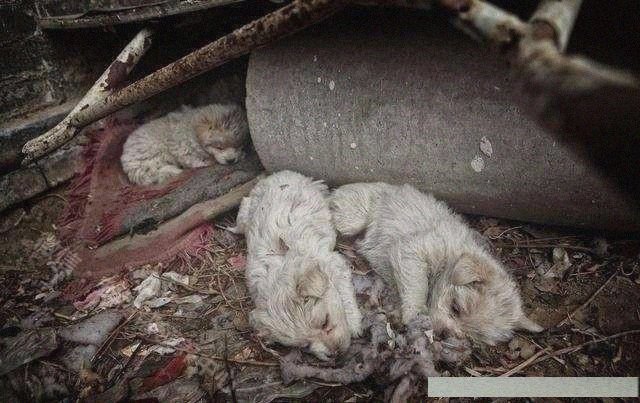 流浪狗不愿跟人走,直到他把领养人带到垃圾堆