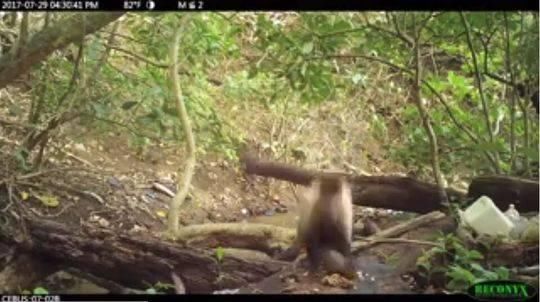 巴拿马一种猴子进入石器时代 公猴砸食物母猴