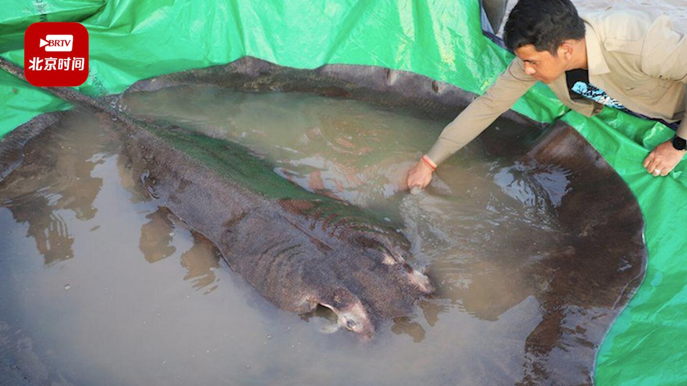 柬埔寨村民捕获300公斤黄貂鱼:刷新全球最大淡水鱼纪录! 柬埔寨村民捕获300公斤黄貂鱼:刷新全球最大淡水鱼纪录!