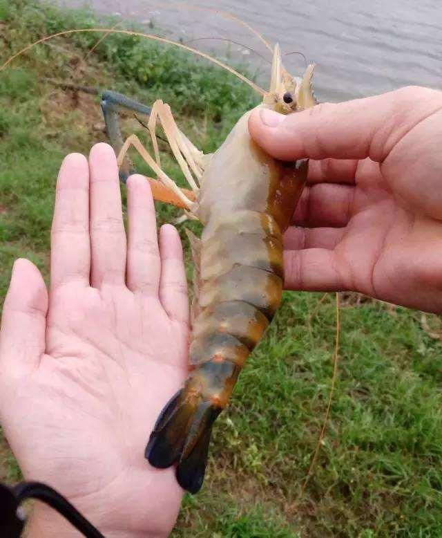 罗氏沼虾,又叫做马来西亚大虾,淡水长臂大虾,是一种大型的淡水虾类.