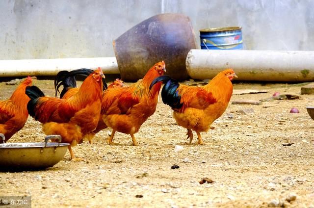 农村散养鸡该怎么找销路?