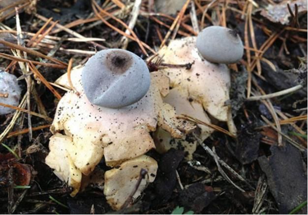 后来有位植物专家看见后,表明这是地星,属真菌中的一种,这种真菌有着