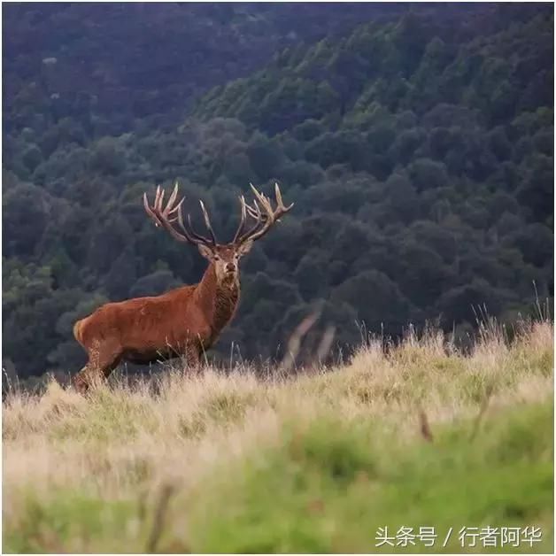 纯净之国、神奇的南岛新西兰,2018年自由行旅