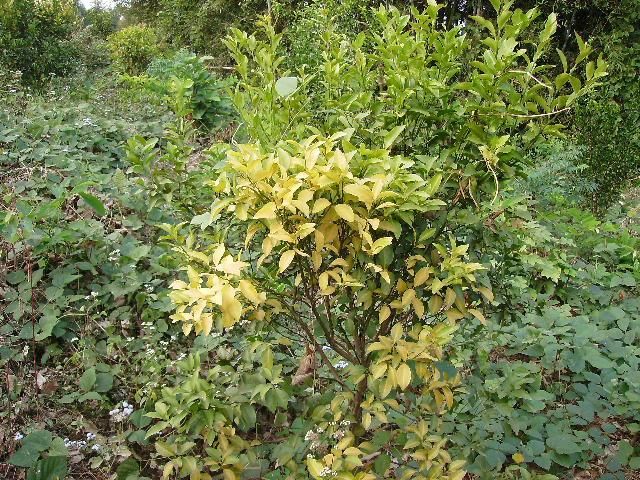 柑桔新病害:黄化脉病,专家说有方法治