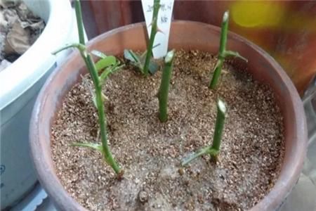 金钱树 绣球花 月季的简单扦插法!