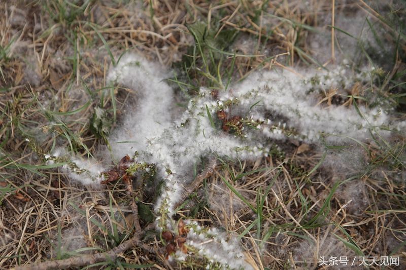 杨柳春季开花漫天飘絮让人抓狂,该不该更换树
