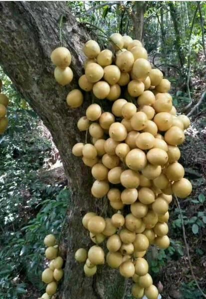 龙宫果,据说是由泰国引进种植