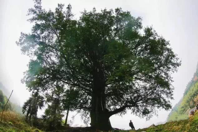 取消港澳通行证?独生子女无法继承父母房产?