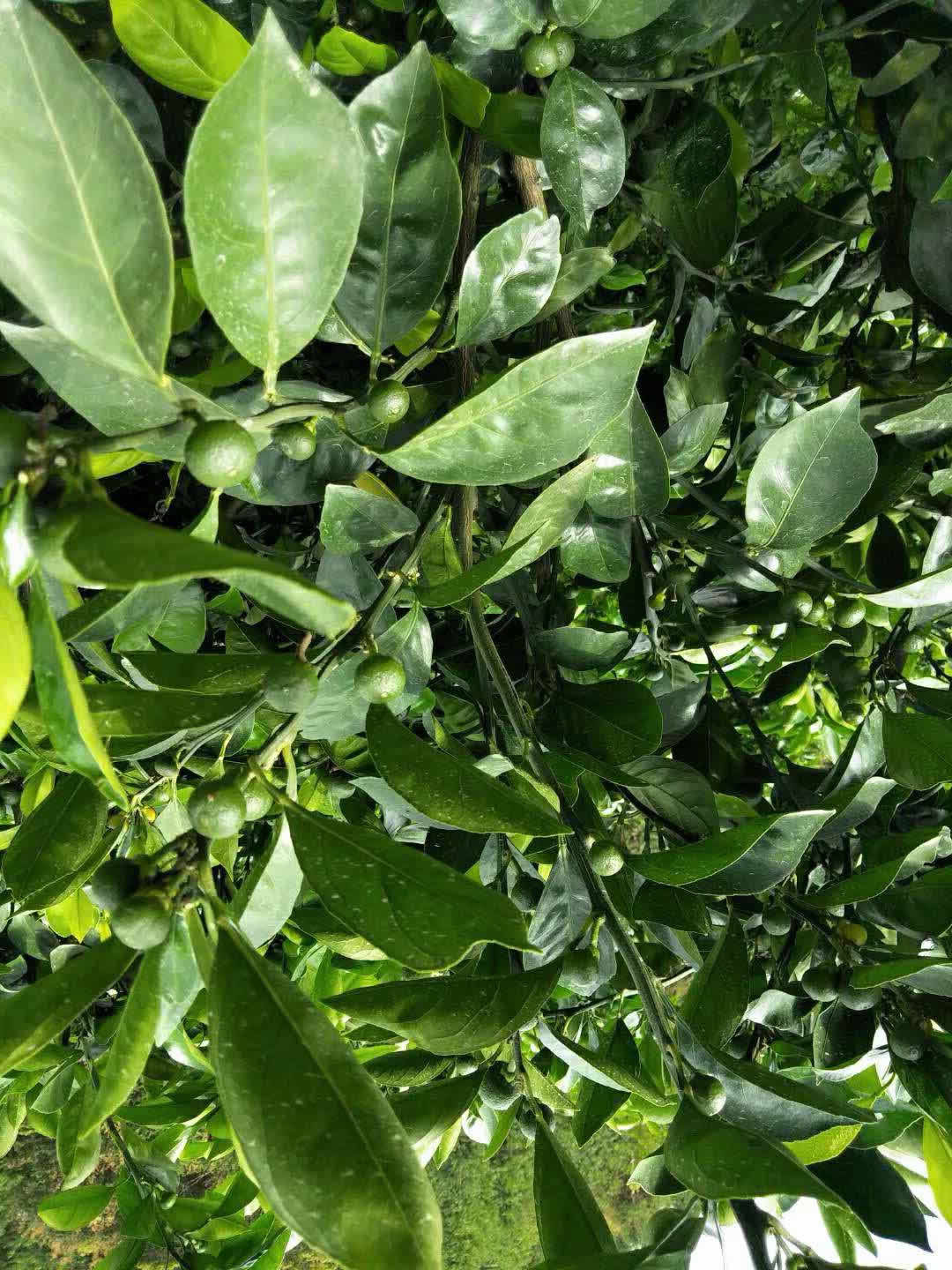 永安市小陶镇五星村特早熟蜜桔挂果累累