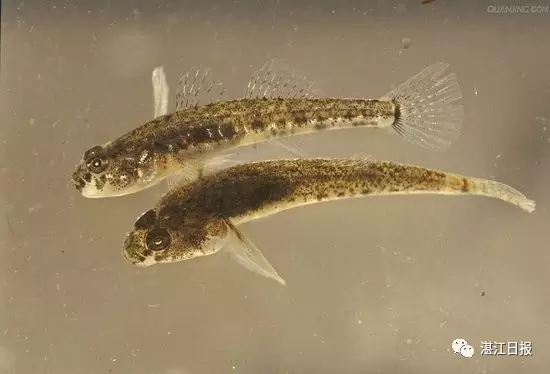 或许有些小伙伴还不认识虾虎鱼,也没意识到有毒的虾虎鱼有多可怕!
